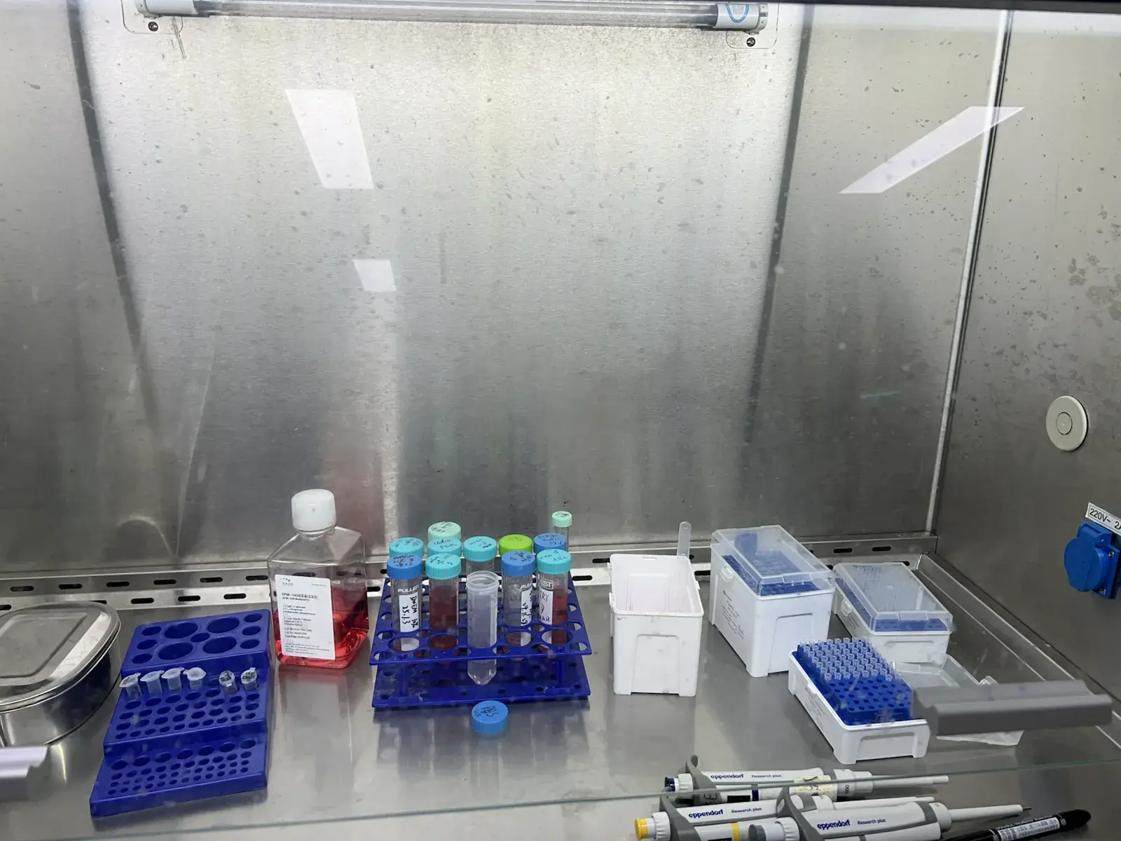 Cell culture and laboratory samples in a biosafety cabinet